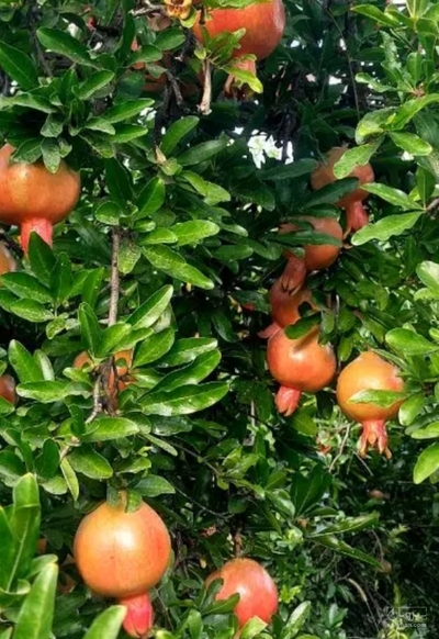 فروش انار