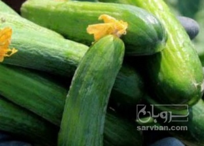 فروش خیار خیار شوری