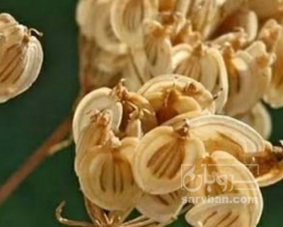 فروش گلپر (گیاه‌ دارویی)