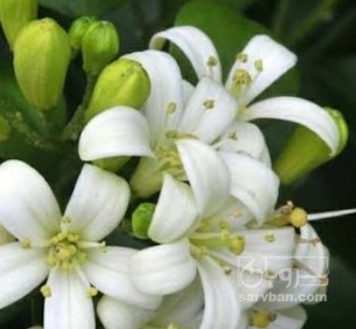 فروش بهارنارنج (گیاه‌ دارویی)