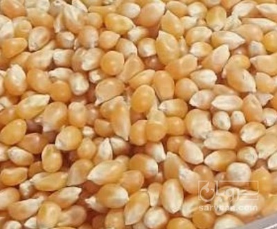 فروش ذرت