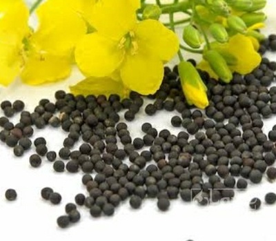 فروش کلزا