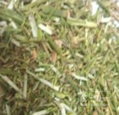 فروش پوشال رازیانه (گیاه‌ دارویی)