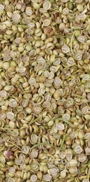 فروش تخم گشنیز لپه (گیاه‌ دارویی)