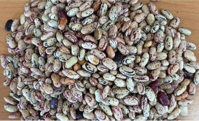 فروش لوبیا چیتی