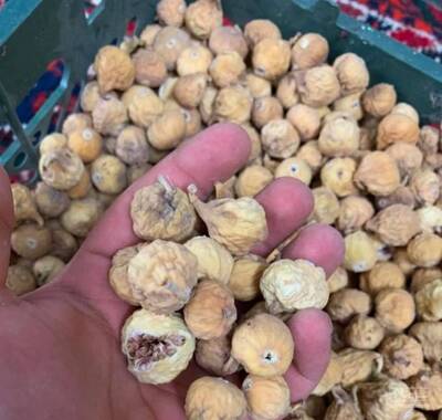 فروش انجیر خشک