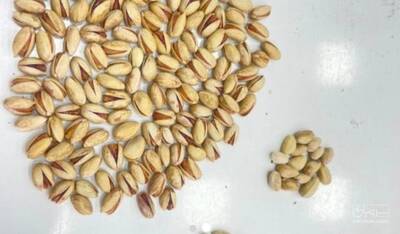 فروش پسته
