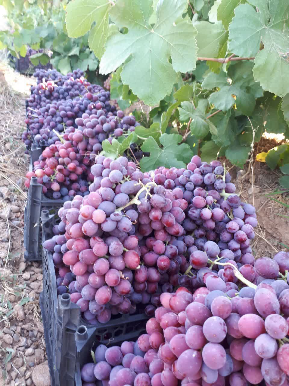 فروش انگور