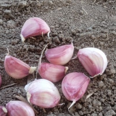 فروش سیر