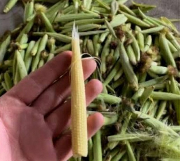 فروش ذرت بیبی