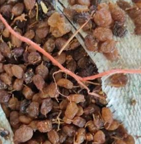 فروش کشمش تیزابی