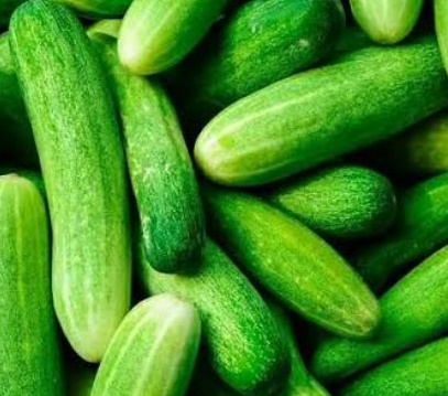 فروش خیار