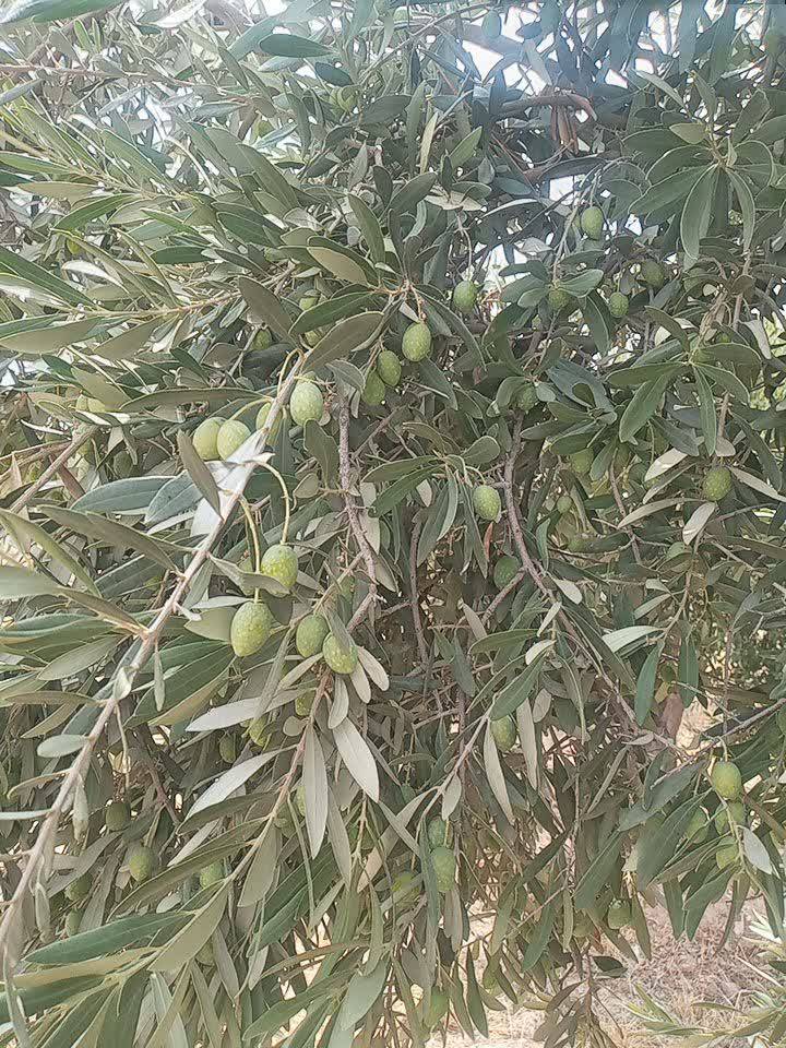 زیتون شنگه و زرد