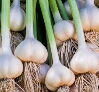 فروش سیر