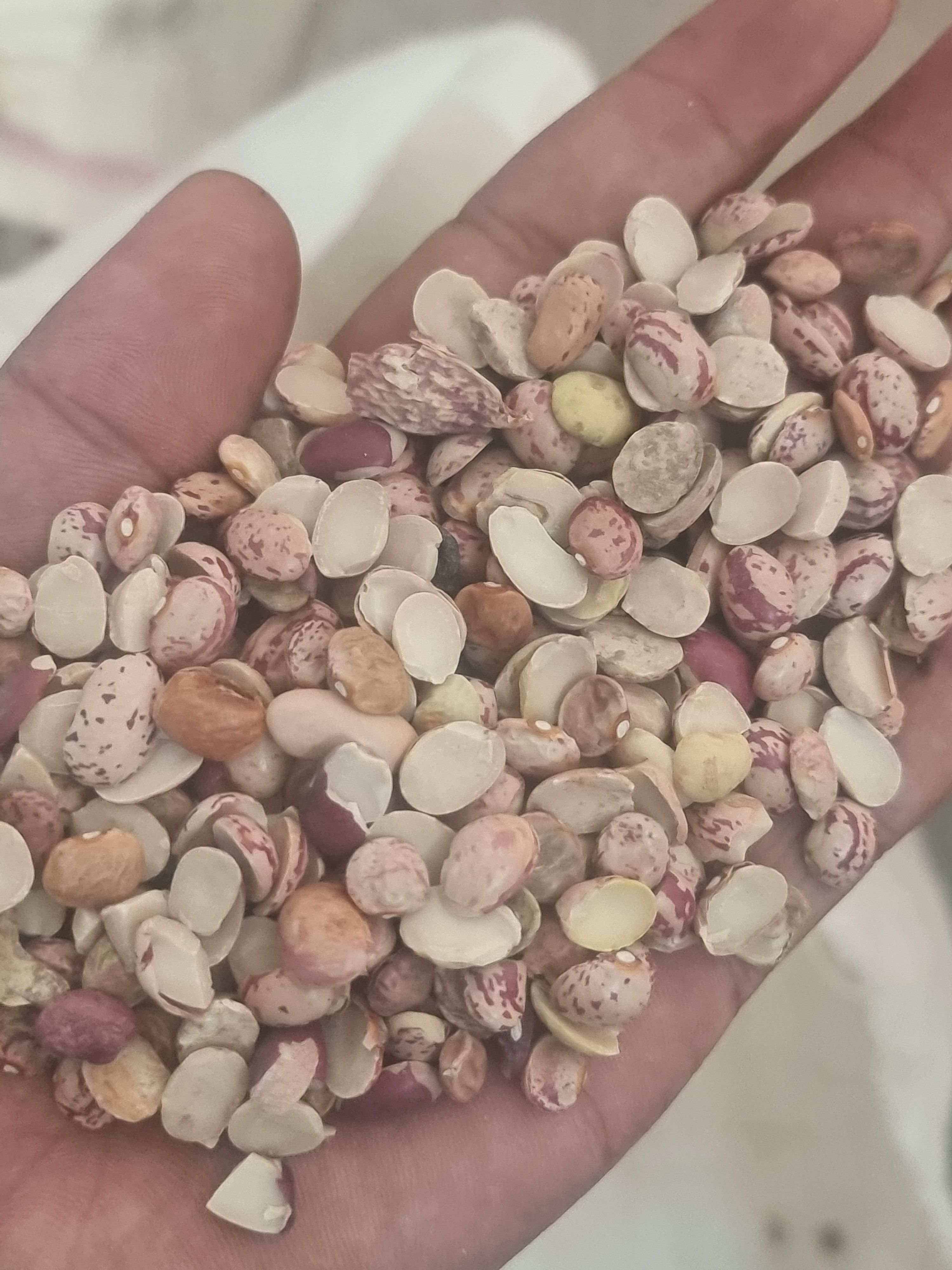 فروش لوبیا چیتی