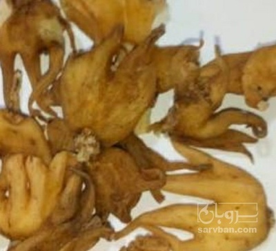 فروش ثعلب پنجه ایی