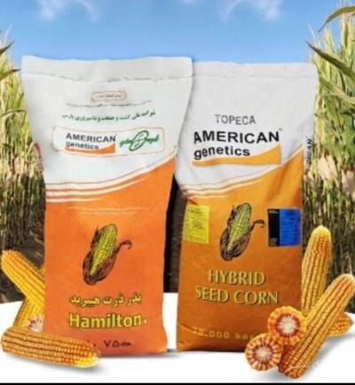 فروش بذر ذرت