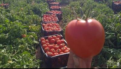 فروش گوجه فرنگی