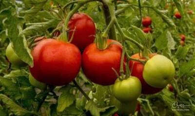 فروش گوجه فرنگی
