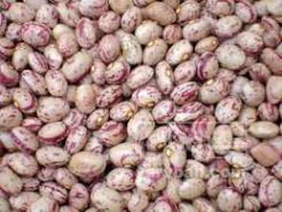 فروش لوبیا چیتی