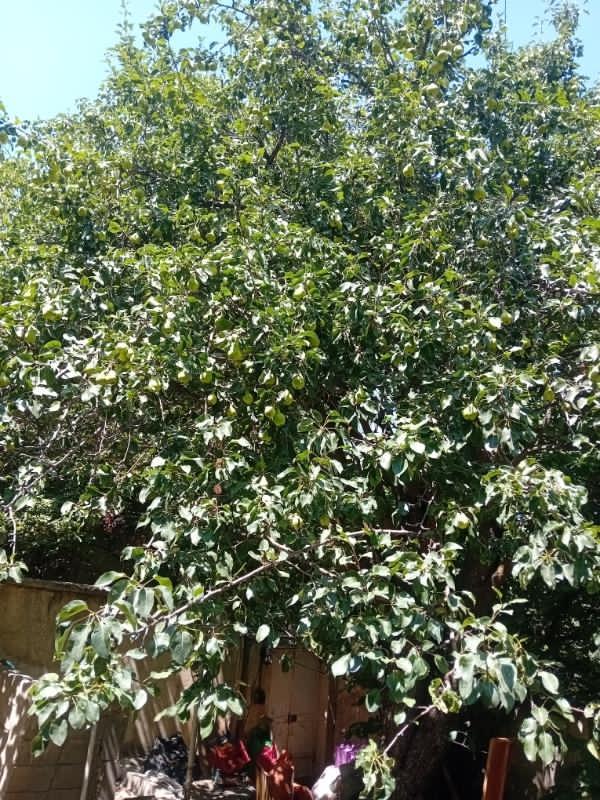 فروش گلابی