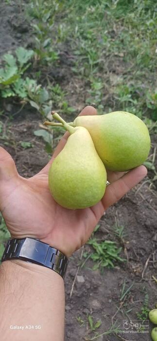 فروش گلابی