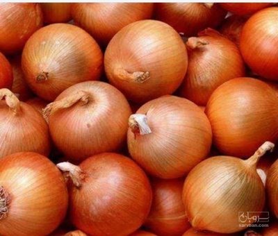 فروش پیاز طلایی صادراتی