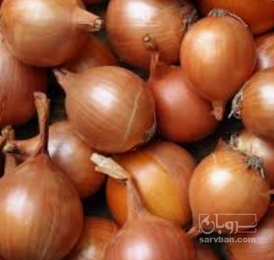 فروش پیاز