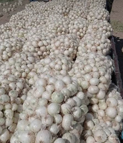 فروش پیاز سفید
