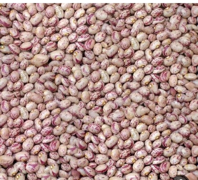 فروش لوبیا چیتی