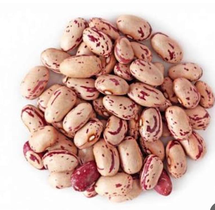 فروش لوبیا چیتی
