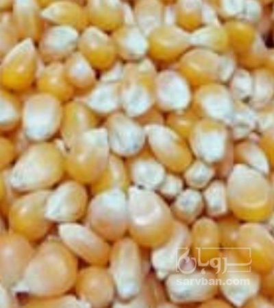 فروش ذرت پفیلا