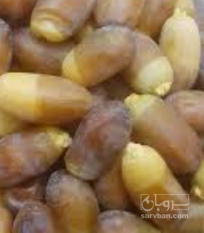 فروش رطب