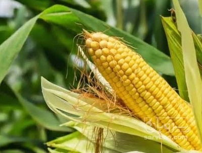 فروش ذرت علوفه ای