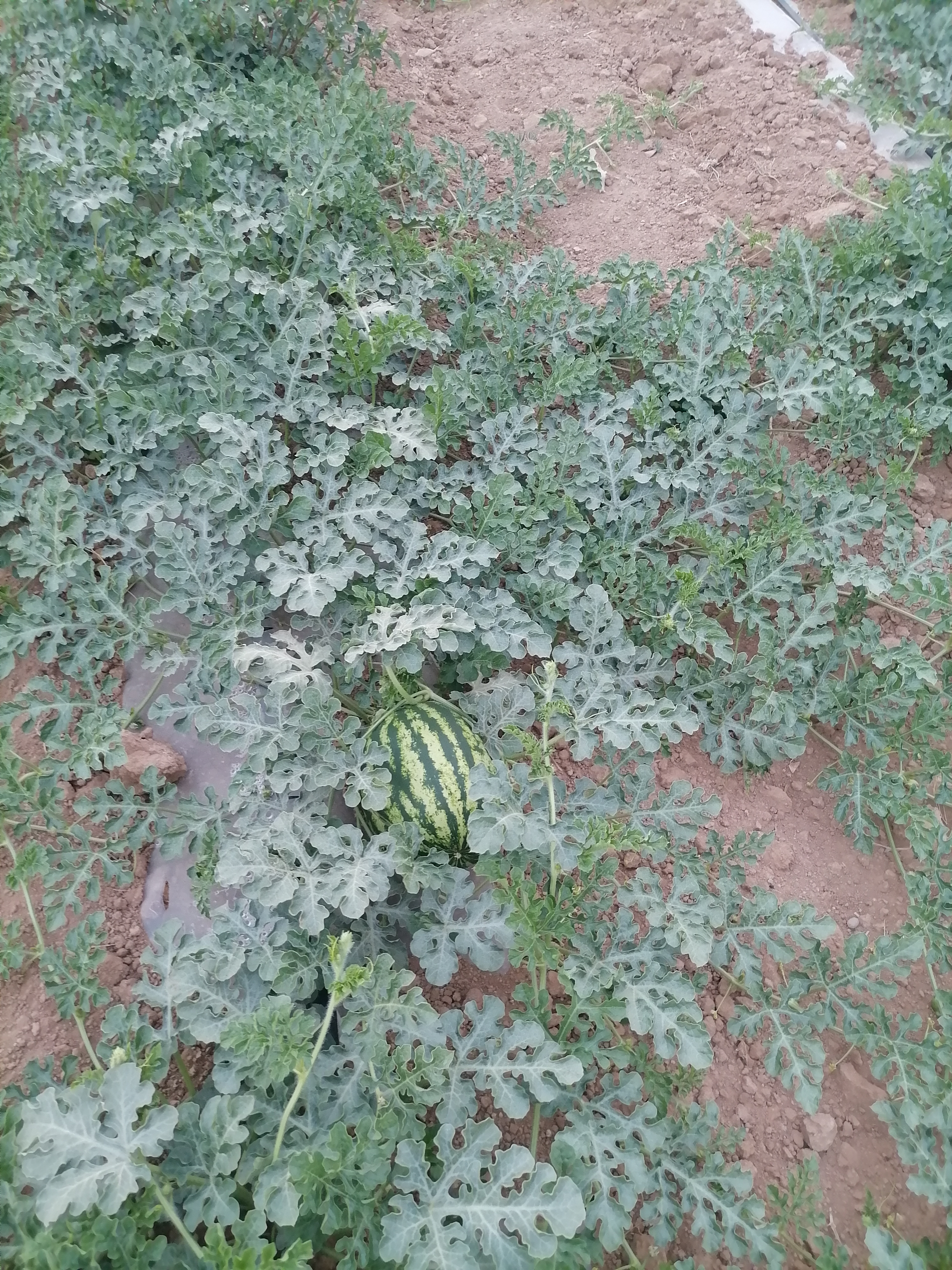 فروش هندوانه