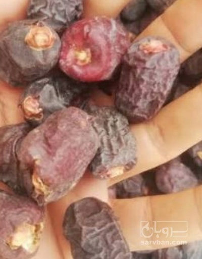 فروش خرما ضایعاتی
