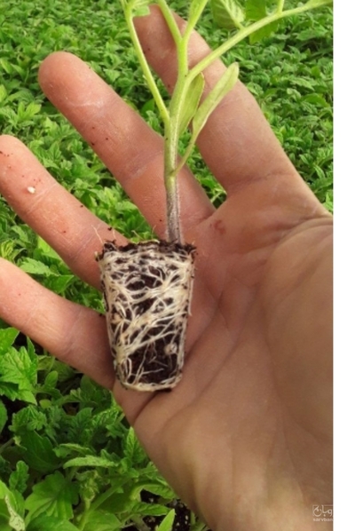 فروش نشاء  گوجه فرنگی