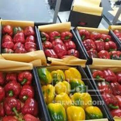 فروش فلفل دلمه ای رنگی