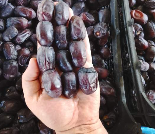 فروش خرما