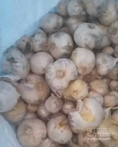 فروش موسیر