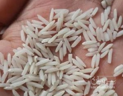 فروش برنج هاشمی
