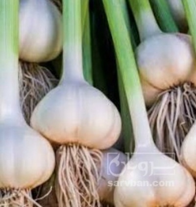 فروش سیر