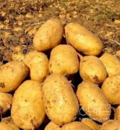 فروش سیب زمینی