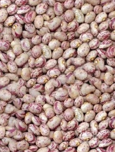 فروش لوبیا چیتی