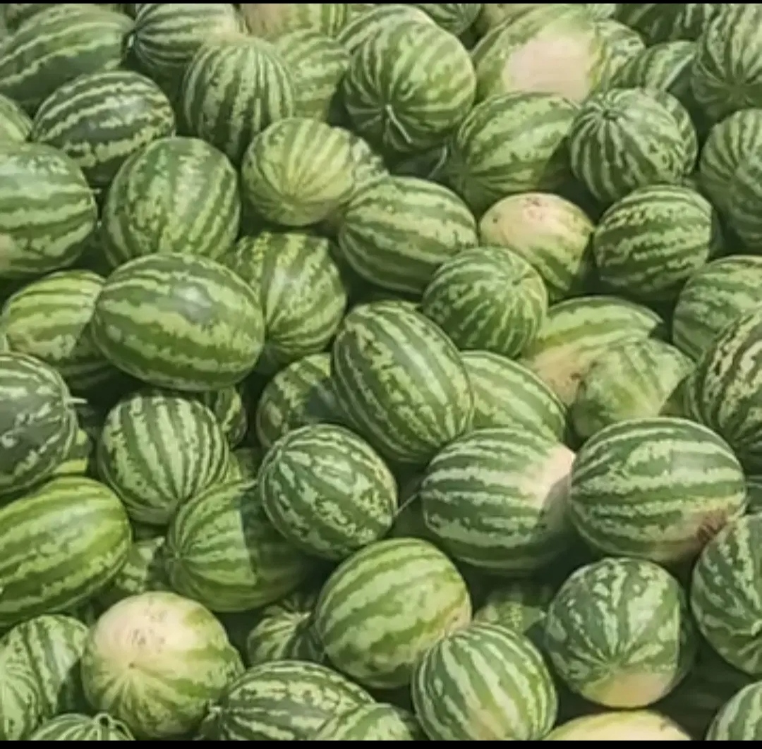 فروش هندوانه