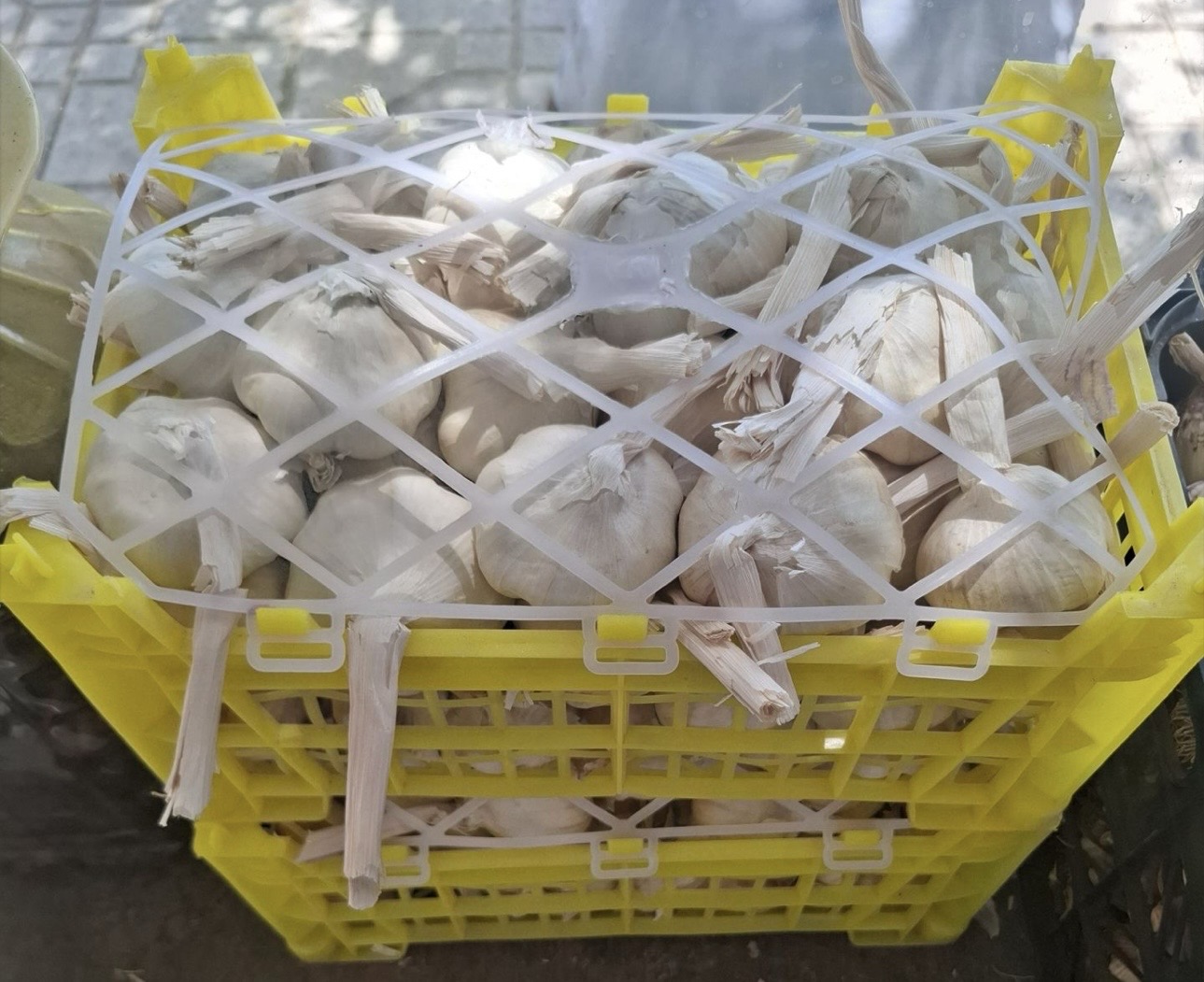 فروش سیر