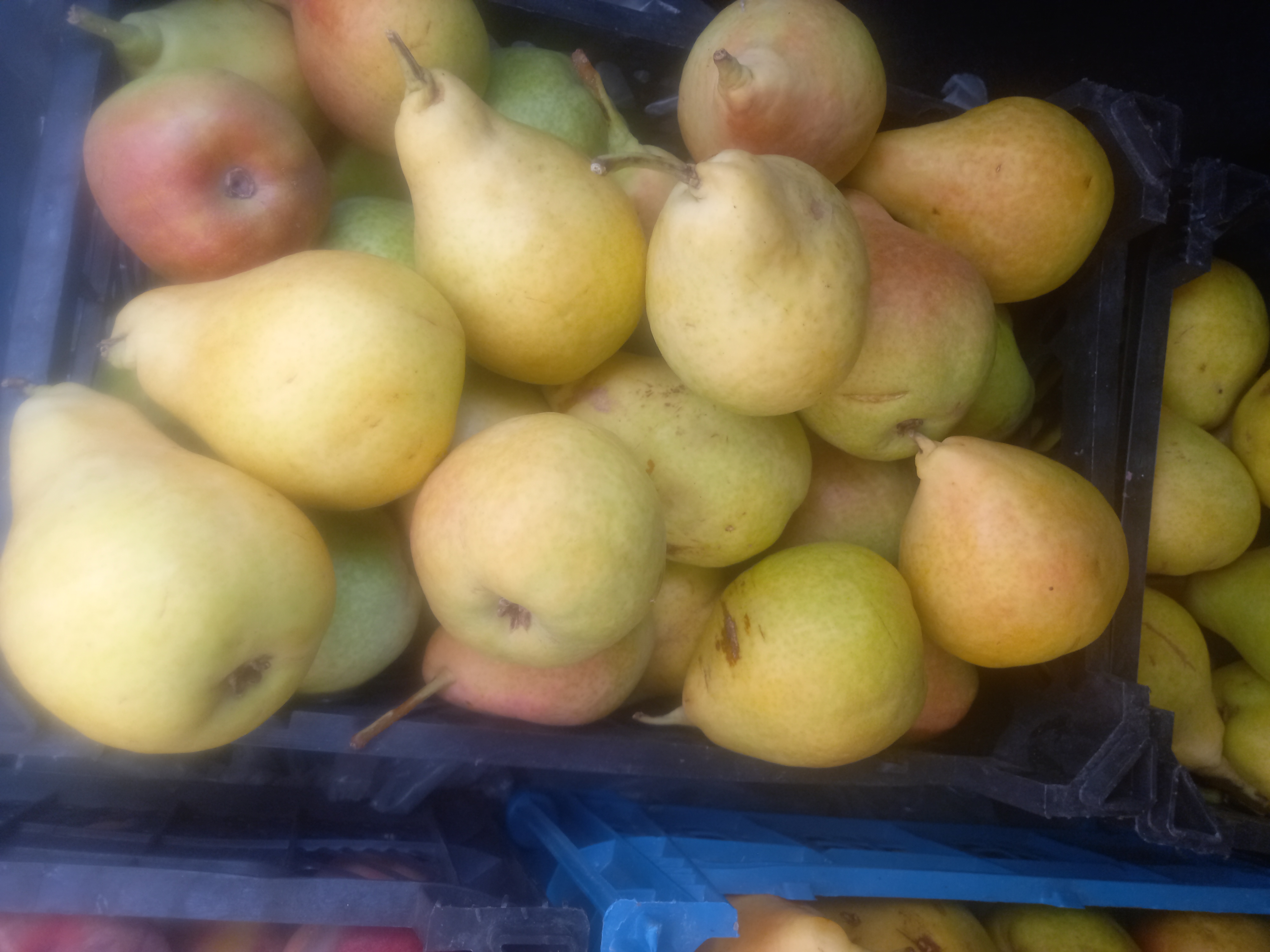 فروش گلابی