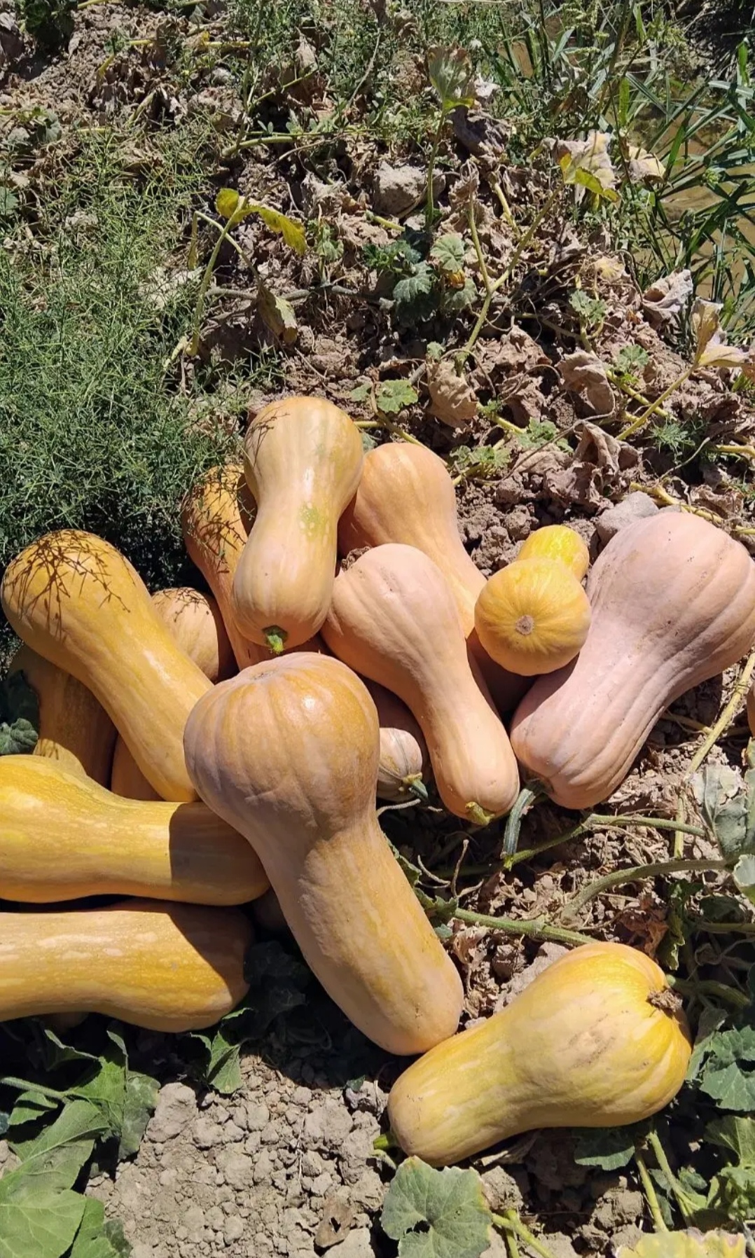 فروش کدو