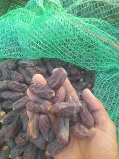 فروش خرما