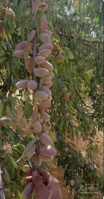 فروش بادام سنگی